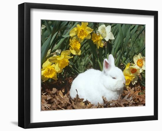 Baby Netherland Dwarf Rabbit, Amongst Daffodils, USA-Lynn M. Stone-Framed Photographic Print