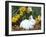 Baby Netherland Dwarf Rabbit, Amongst Daffodils, USA-Lynn M. Stone-Framed Photographic Print