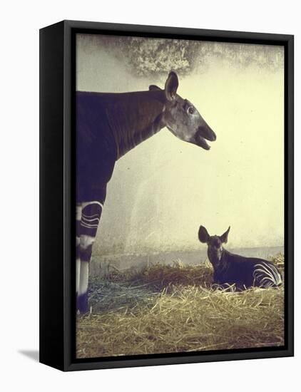 Baby Okapi Sitting on Mat of Straw as Its Mother Looks on at Parc Zooligique of Vincennes-Loomis Dean-Framed Premier Image Canvas