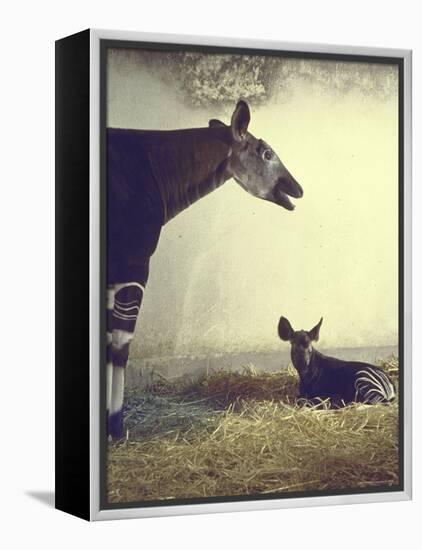 Baby Okapi Sitting on Mat of Straw as Its Mother Looks on at Parc Zooligique of Vincennes-Loomis Dean-Framed Premier Image Canvas