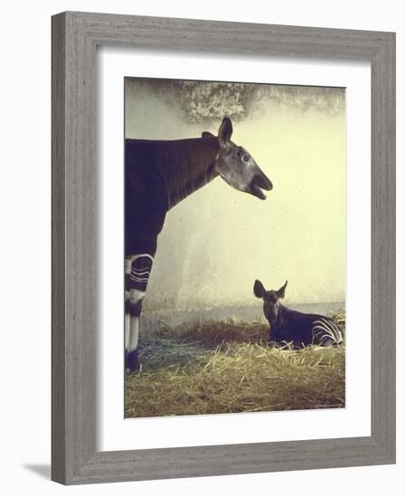 Baby Okapi Sitting on Mat of Straw as Its Mother Looks on at Parc Zooligique of Vincennes-Loomis Dean-Framed Photographic Print