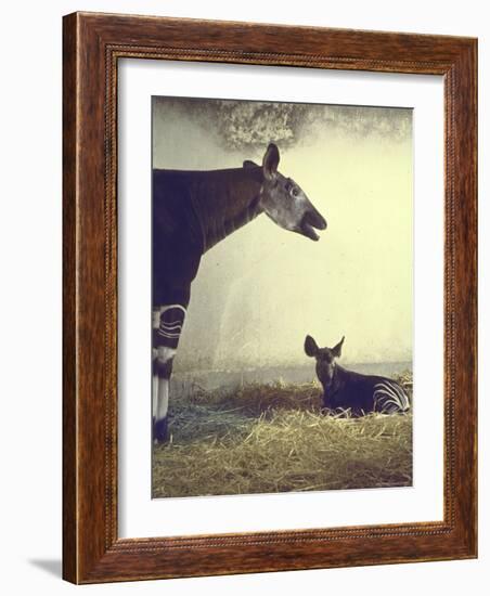 Baby Okapi Sitting on Mat of Straw as Its Mother Looks on at Parc Zooligique of Vincennes-Loomis Dean-Framed Photographic Print