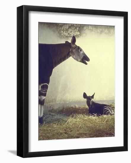 Baby Okapi Sitting on Mat of Straw as Its Mother Looks on at Parc Zooligique of Vincennes-Loomis Dean-Framed Photographic Print