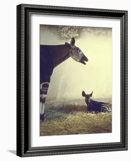 Baby Okapi Sitting on Mat of Straw as Its Mother Looks on at Parc Zooligique of Vincennes-Loomis Dean-Framed Photographic Print