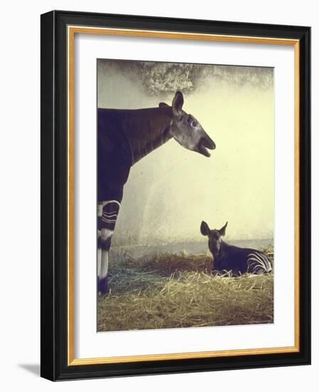 Baby Okapi Sitting on Mat of Straw as Its Mother Looks on at Parc Zooligique of Vincennes-Loomis Dean-Framed Photographic Print