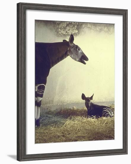 Baby Okapi Sitting on Mat of Straw as Its Mother Looks on at Parc Zooligique of Vincennes-Loomis Dean-Framed Photographic Print