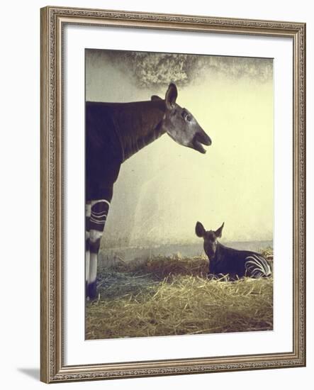 Baby Okapi Sitting on Mat of Straw as Its Mother Looks on at Parc Zooligique of Vincennes-Loomis Dean-Framed Photographic Print