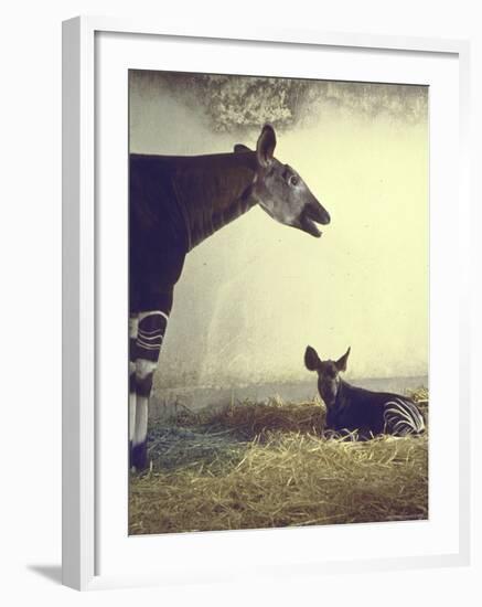 Baby Okapi Sitting on Mat of Straw as Its Mother Looks on at Parc Zooligique of Vincennes-Loomis Dean-Framed Photographic Print