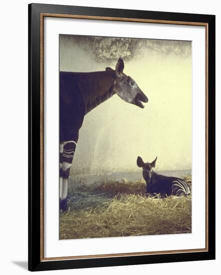 Baby Okapi Sitting on Mat of Straw as Its Mother Looks on at Parc Zooligique of Vincennes-Loomis Dean-Framed Photographic Print