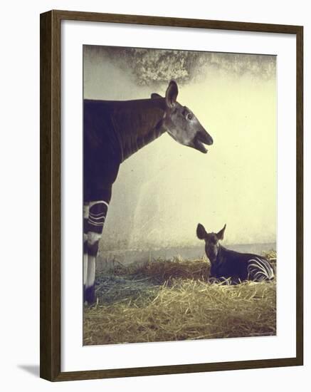 Baby Okapi Sitting on Mat of Straw as Its Mother Looks on at Parc Zooligique of Vincennes-Loomis Dean-Framed Photographic Print
