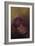 Baby orang-utan 2, 2010-Odile Kidd-Framed Giclee Print