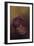 Baby orang-utan 2, 2010-Odile Kidd-Framed Giclee Print