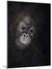 Baby orang-utan 3, 2015-Odile Kidd-Mounted Giclee Print