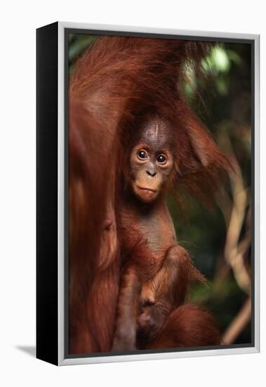 Baby Orangutan Clinging to its Mother-DLILLC-Framed Premier Image Canvas
