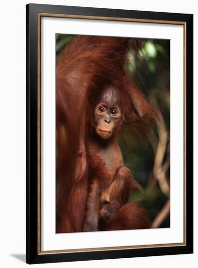 Baby Orangutan Clinging to its Mother-DLILLC-Framed Photographic Print