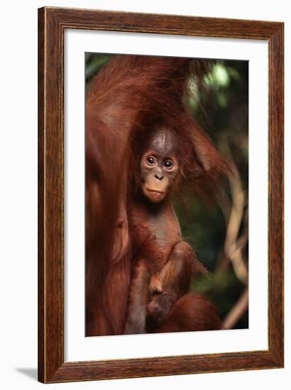 Baby Orangutan Clinging to its Mother-DLILLC-Framed Photographic Print