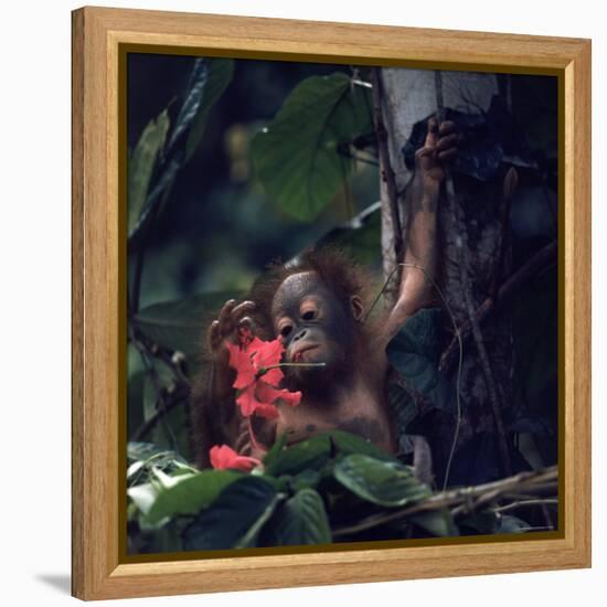 Baby Orangutan in the Jungles of North Borneo-Co Rentmeester-Framed Premier Image Canvas