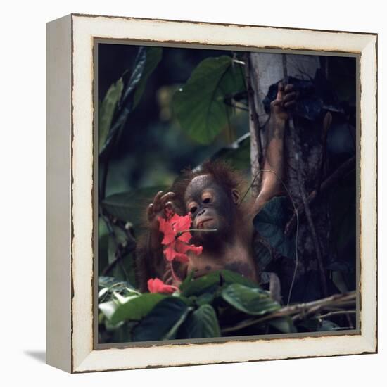 Baby Orangutan in the Jungles of North Borneo-Co Rentmeester-Framed Premier Image Canvas