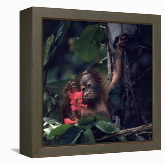 Baby Orangutan in the Jungles of North Borneo-Co Rentmeester-Framed Premier Image Canvas