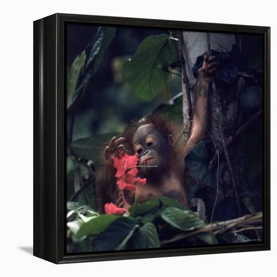 Baby Orangutan in the Jungles of North Borneo-Co Rentmeester-Framed Premier Image Canvas