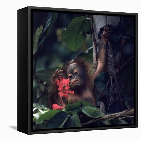 Baby Orangutan in the Jungles of North Borneo-Co Rentmeester-Framed Premier Image Canvas