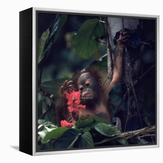Baby Orangutan in the Jungles of North Borneo-Co Rentmeester-Framed Premier Image Canvas