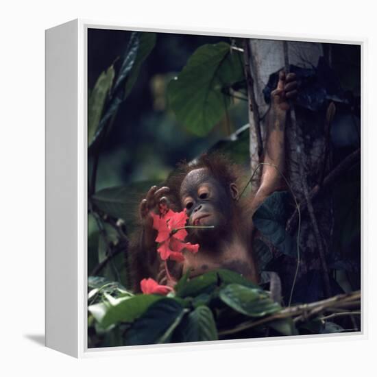 Baby Orangutan in the Jungles of North Borneo-Co Rentmeester-Framed Premier Image Canvas