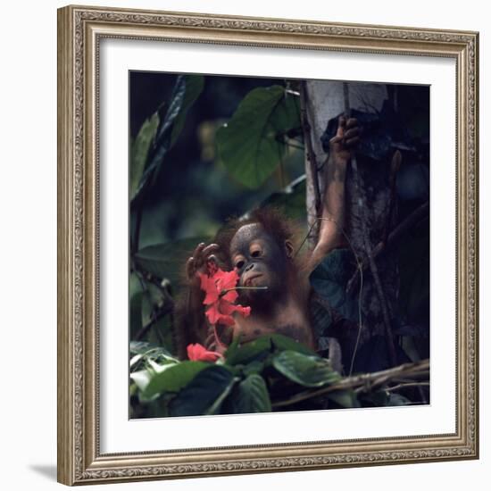 Baby Orangutan in the Jungles of North Borneo-Co Rentmeester-Framed Photographic Print