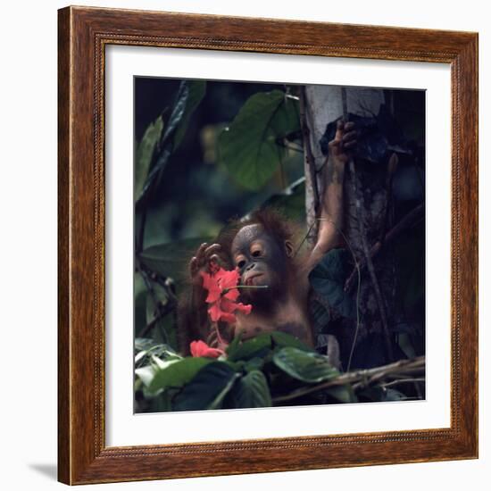 Baby Orangutan in the Jungles of North Borneo-Co Rentmeester-Framed Photographic Print