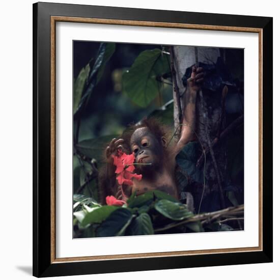 Baby Orangutan in the Jungles of North Borneo-Co Rentmeester-Framed Photographic Print