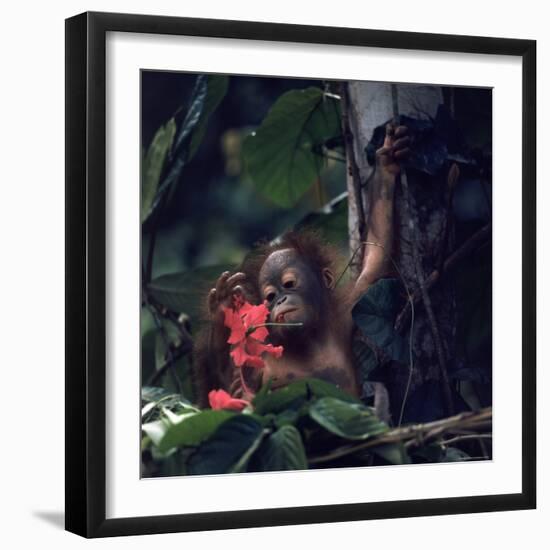 Baby Orangutan in the Jungles of North Borneo-Co Rentmeester-Framed Photographic Print