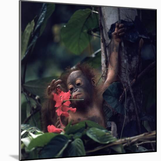 Baby Orangutan in the Jungles of North Borneo-Co Rentmeester-Mounted Photographic Print