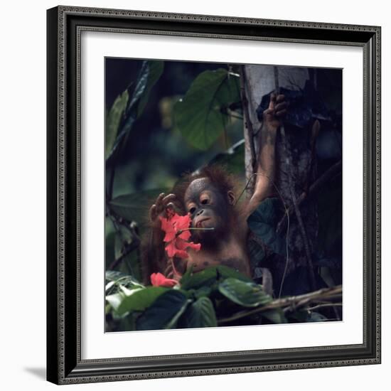 Baby Orangutan in the Jungles of North Borneo-Co Rentmeester-Framed Photographic Print