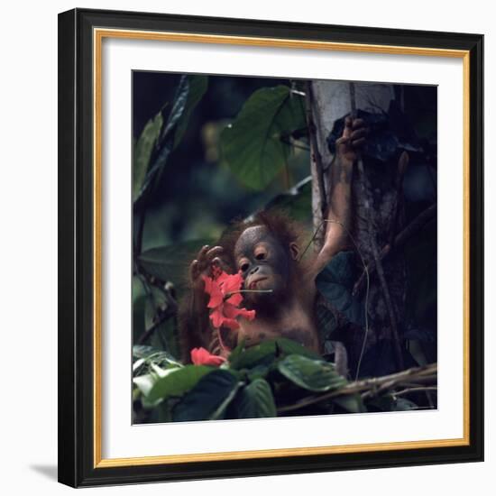 Baby Orangutan in the Jungles of North Borneo-Co Rentmeester-Framed Photographic Print