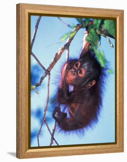 Baby Orangutan, Tanjung Putting National Park, Indonesia-Keren Su-Framed Premier Image Canvas
