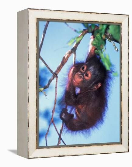 Baby Orangutan, Tanjung Putting National Park, Indonesia-Keren Su-Framed Premier Image Canvas