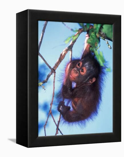 Baby Orangutan, Tanjung Putting National Park, Indonesia-Keren Su-Framed Premier Image Canvas