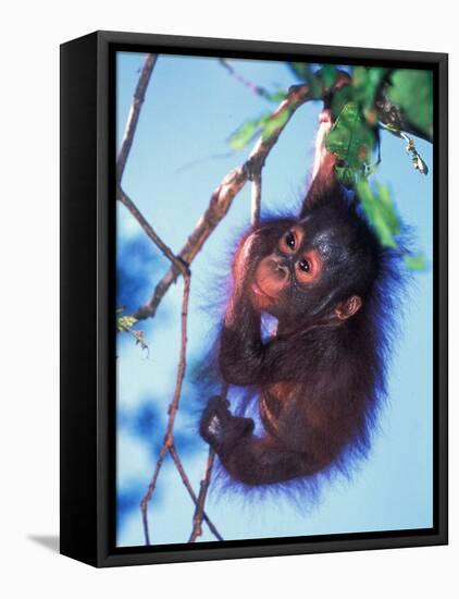Baby Orangutan, Tanjung Putting National Park, Indonesia-Keren Su-Framed Premier Image Canvas