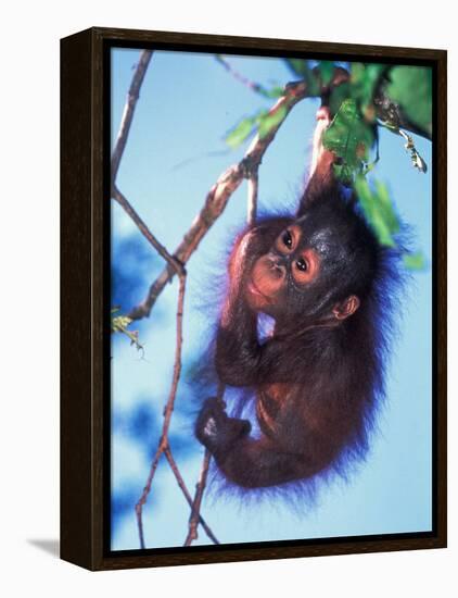 Baby Orangutan, Tanjung Putting National Park, Indonesia-Keren Su-Framed Premier Image Canvas