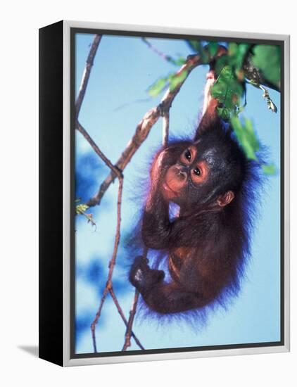 Baby Orangutan, Tanjung Putting National Park, Indonesia-Keren Su-Framed Premier Image Canvas