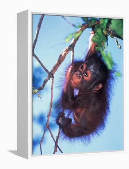 Baby Orangutan, Tanjung Putting National Park, Indonesia-Keren Su-Framed Premier Image Canvas