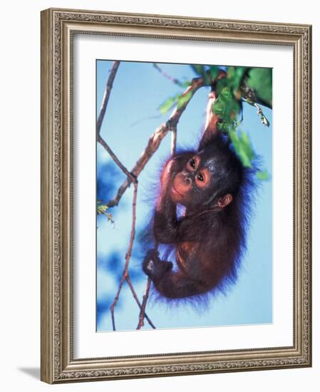 Baby Orangutan, Tanjung Putting National Park, Indonesia-Keren Su-Framed Photographic Print