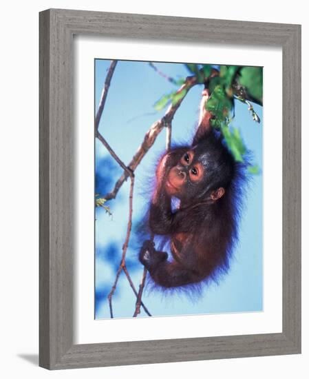 Baby Orangutan, Tanjung Putting National Park, Indonesia-Keren Su-Framed Photographic Print