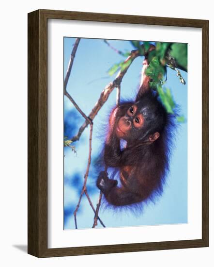 Baby Orangutan, Tanjung Putting National Park, Indonesia-Keren Su-Framed Photographic Print