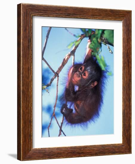 Baby Orangutan, Tanjung Putting National Park, Indonesia-Keren Su-Framed Photographic Print