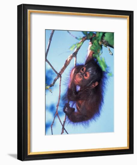 Baby Orangutan, Tanjung Putting National Park, Indonesia-Keren Su-Framed Photographic Print