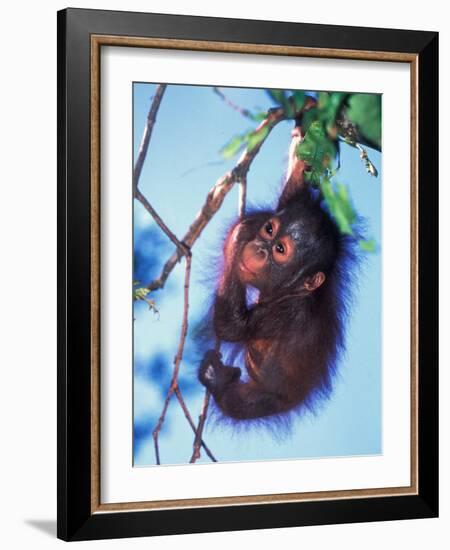 Baby Orangutan, Tanjung Putting National Park, Indonesia-Keren Su-Framed Photographic Print