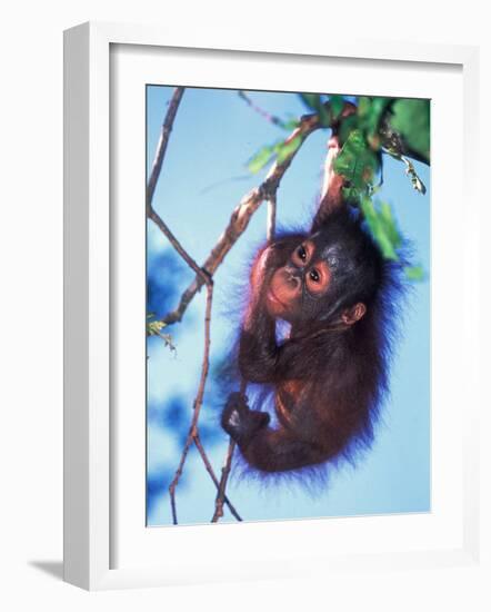 Baby Orangutan, Tanjung Putting National Park, Indonesia-Keren Su-Framed Photographic Print