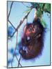 Baby Orangutan, Tanjung Putting National Park, Indonesia-Keren Su-Mounted Photographic Print