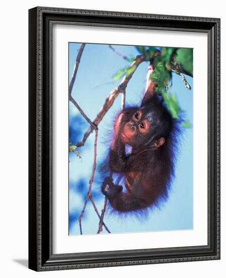 Baby Orangutan, Tanjung Putting National Park, Indonesia-Keren Su-Framed Photographic Print